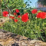 Apartment Romantic Flower *